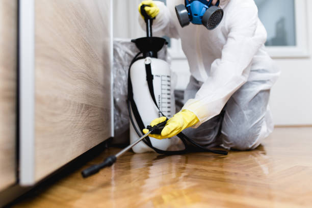 Best Wasp Removal Services  in Palmhurst, TX