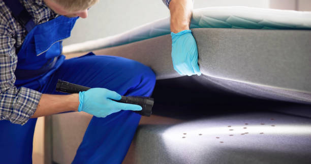 Professional Pest Control in Palmhurst, TX
