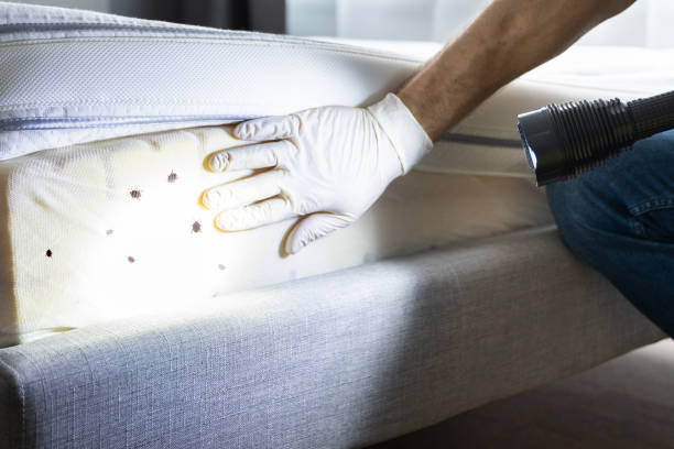 Wasp Removal Services in Palmhurst, TX