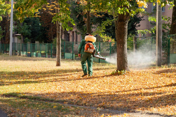 Best Emergency Pest Control  in Palmhurst, TX