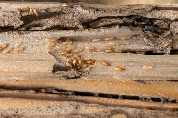 Best Mosquito Control Services  in Palmhurst, TX