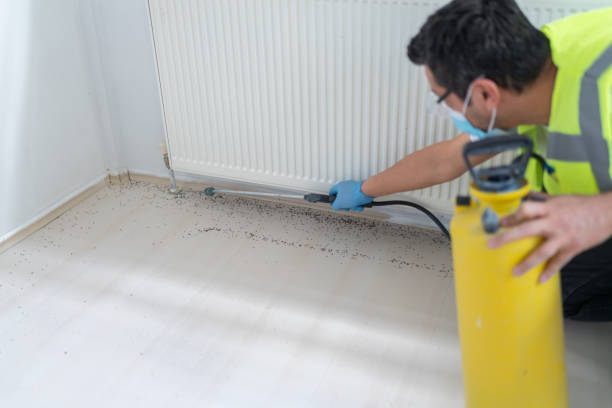 Best Flea Control Services  in Palmhurst, TX