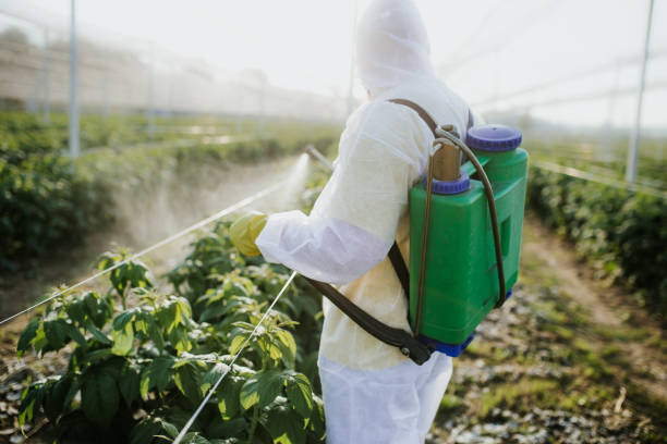 Best Pest Removal Services  in Palmhurst, TX